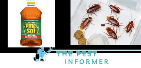 pine sol and roaches|pine sol kills roaches.